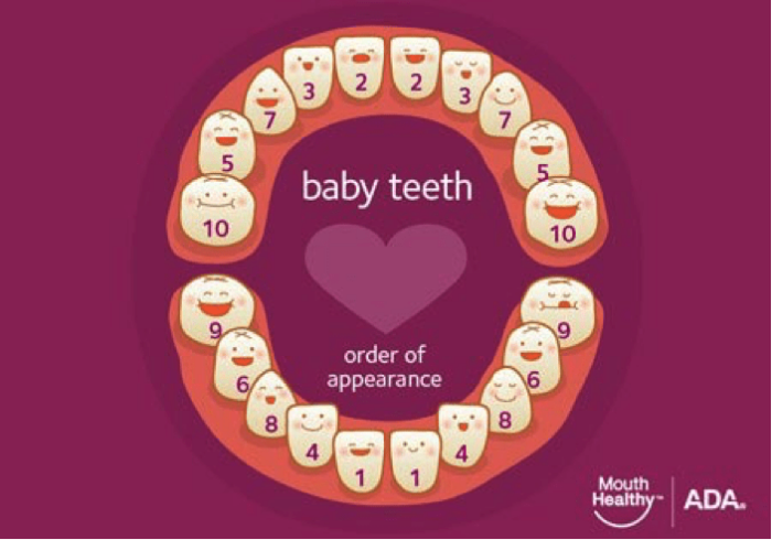 Fisher and Surger Pediatric Dentistry When Do Babies